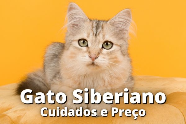 Gato Siberiano: 5 Motivos Para Ter, Cuidados e Preço 
