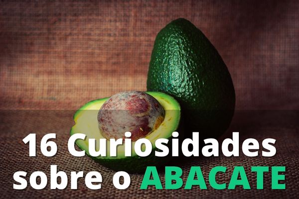 16 Curiosidades sobre o abacate!